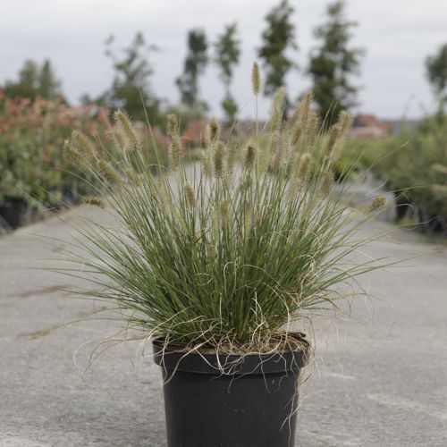 [P] Pennisetum alopecuroides 'Hameln' cont. 10L +ф