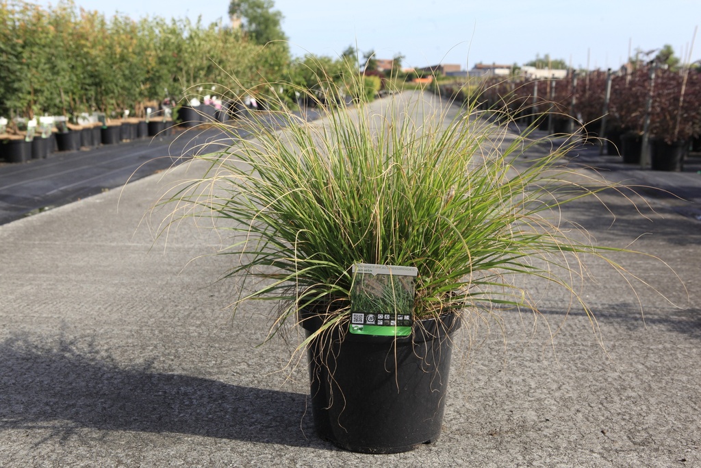 [P] Pennisetum alopecuroides 'Hameln' cont. 10L +ф