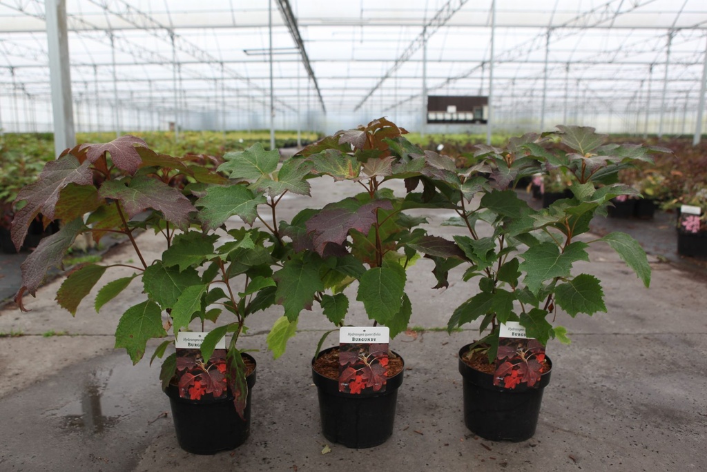Hydrangea quercifolia 'Burgundy' cont. 3,6L 30-40 cm +ф