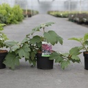 Hydrangea quercifolia 'Burgundy' cont. 3,6L 30-40 cm +ф
