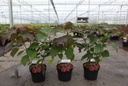 Hydrangea quercifolia 'Burgundy' cont. 3,6L 30-40 cm +ф