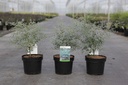 Eucalyptus gunnii FRANCE BLEU (PBR) cont. 3,6L 30-40 cm +p