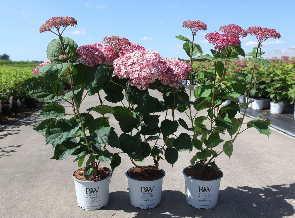 Hydrangea arborescens Proven Winners® PINK ANNABELLE (PBR) cont. 3L Proven Winners® 30-40 cm +p