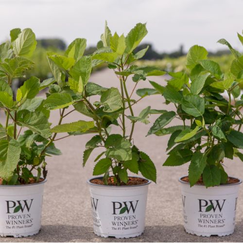 Hydrangea arborescens Proven Winners® PINK ANNABELLE (PBR) cont. 3L Proven Winners® 30-40 cm +p