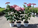 Hydrangea arborescens Proven Winners® PINK ANNABELLE (PBR) cont. 3L deco 30-40 cm +ф