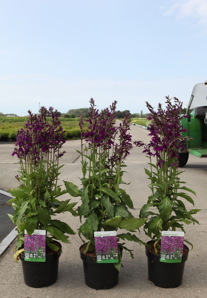 Lobelia 'Hadspen Purple' (PBR) cont. 3,6L +B