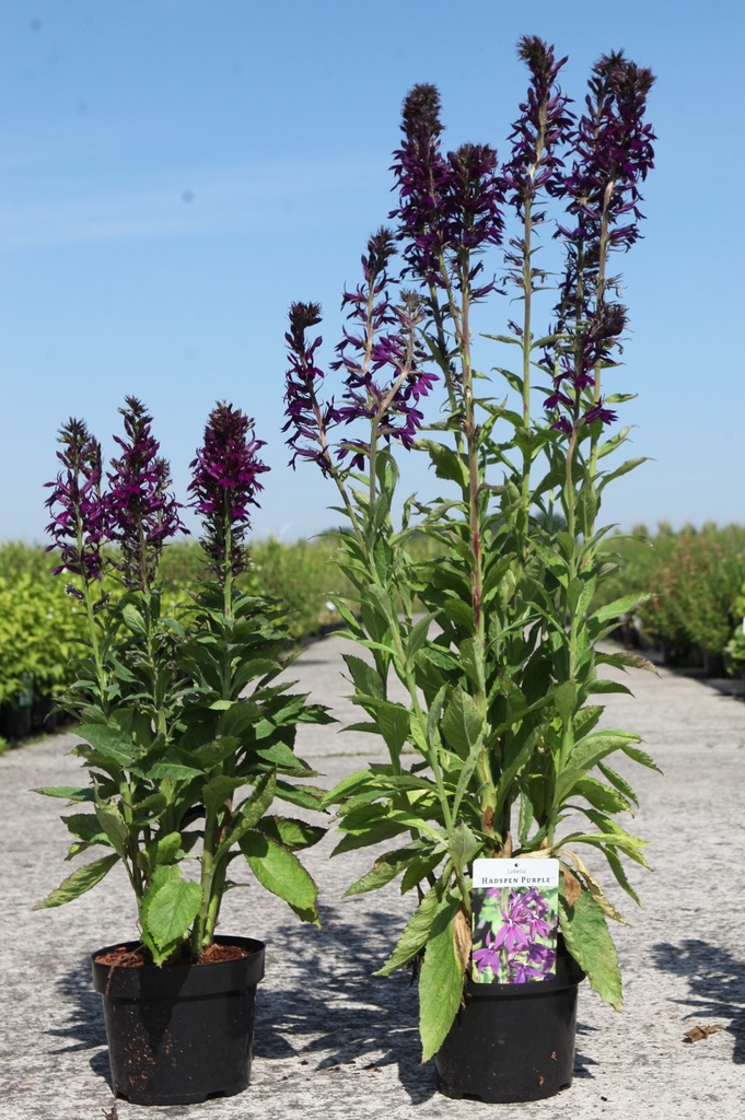 [P] Lobelia 'Hadspen Purple' (PBR) cont. 3,6L +p