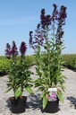 Lobelia 'Hadspen Purple' (PBR) cont. 3,6L +f