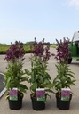 Lobelia 'Hadspen Purple' (PBR) cont. 3,6L +p