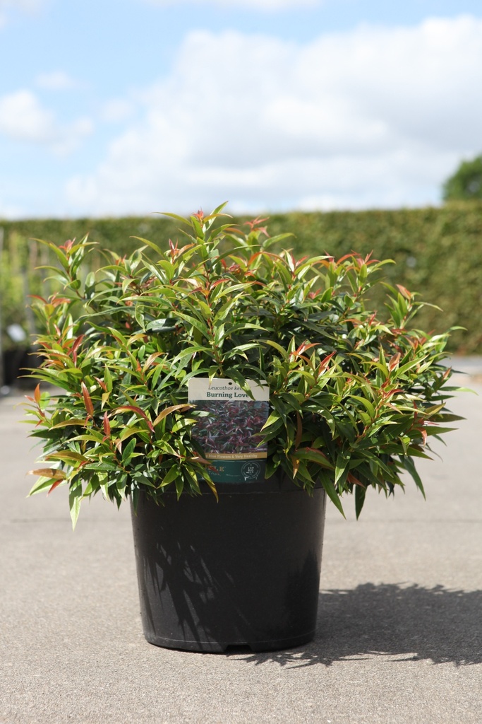 Leucothoe keiskei BURNING LOVE (PBR) cont. 10L 40-50 cm +ф