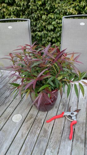 Leucothoe keiskei BURNING LOVE (PBR) cont. 10L 40-50 cm +ф