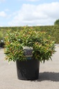 Leucothoe keiskei BURNING LOVE (PBR) cont. 10L 40-50 cm +p