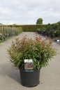 Leucothoe keiskei BURNING LOVE (PBR) cont. 10L 40-50 cm +p