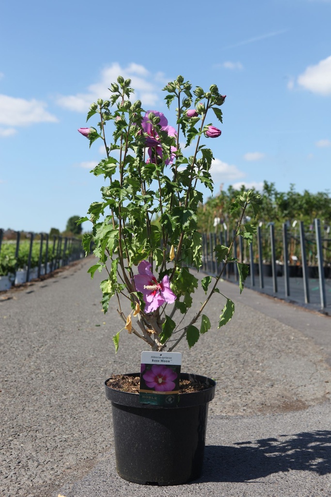 Hibiscus syriacus ROSE MOON (PBR) cont. 10L 60-80 cm +f