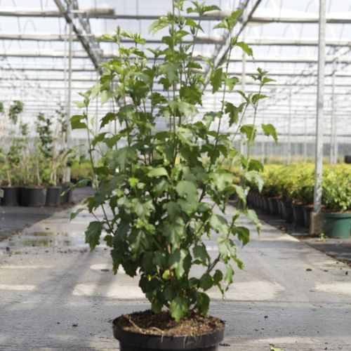 [P] Hibiscus syriacus ROSE MOON (PBR) cont. 10L 60-80 cm +p