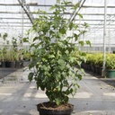 Hibiscus syriacus ROSE MOON (PBR) cont. 10L 60-80 cm +ф