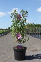 Hibiscus syriacus ROSE MOON (PBR) cont. 10L 60-80 cm +f