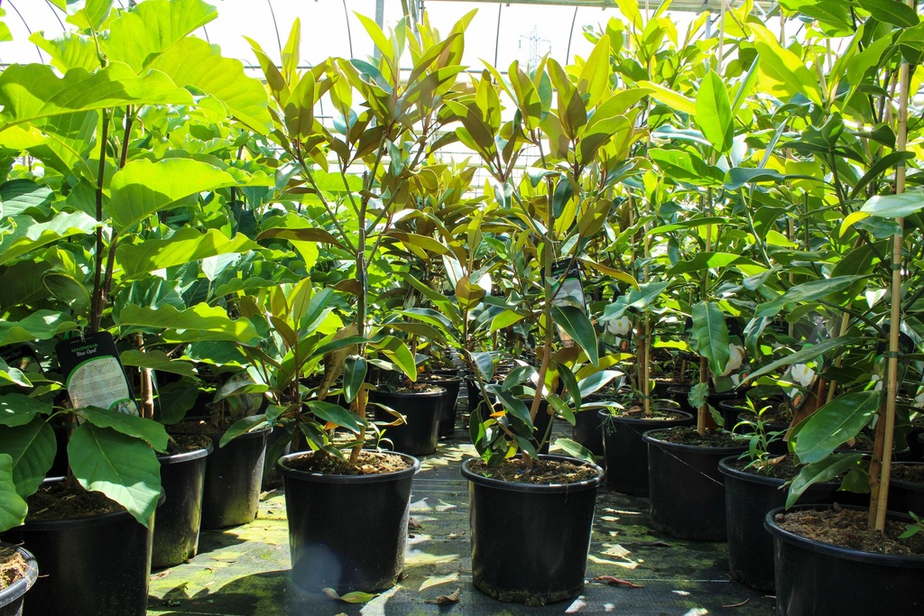 [P] Magnolia grandiflora 'Alta' cont. 12L 80-100 cm +p