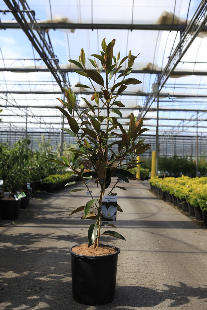 [P] Magnolia grandiflora 'Alta' cont. 12L 80-100 cm +p