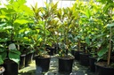 Magnolia grandiflora 'Alta' cont. 12L 80-100 cm +B