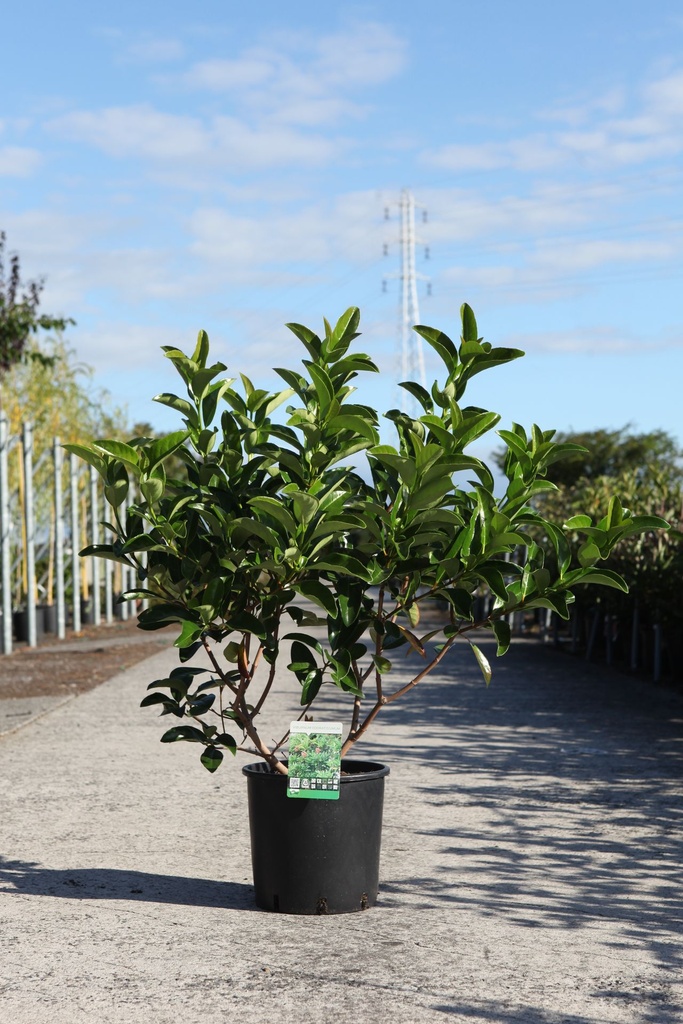 Viburnum odoratissimum cont. 12L 80/+ cm +ф