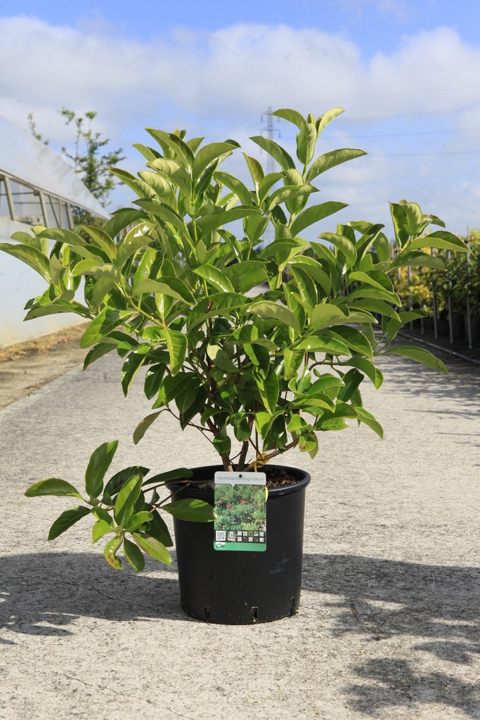 Viburnum odoratissimum cont. 12L 80/+ cm +f