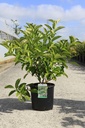 Viburnum odoratissimum cont. 12L 80/+ cm +f