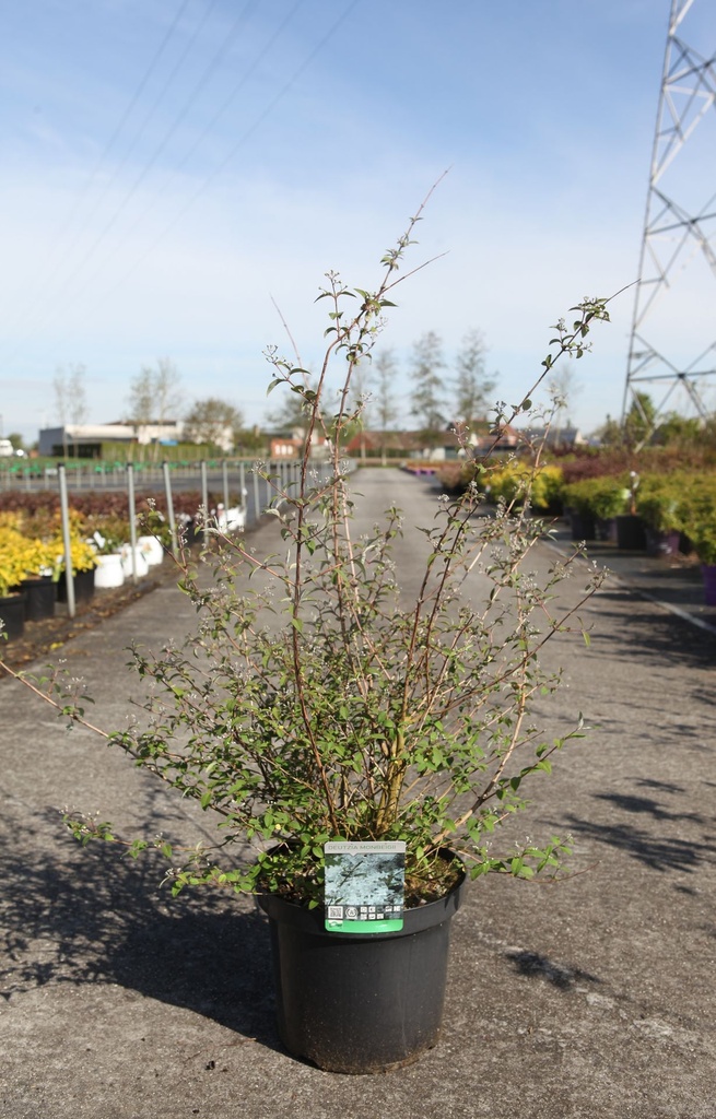 Deutzia monbeigii cont. 10L 60-80 cm +ф