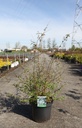 Deutzia monbeigii cont. 10L 60-80 cm +ф