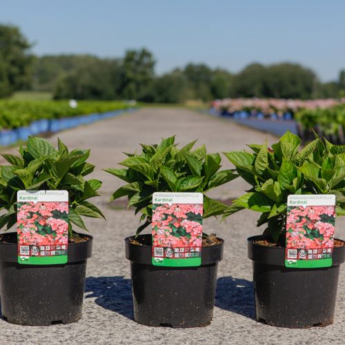 Hydrangea macrophylla 'Kardinal' cont. 3,6L 25-30 cm +p