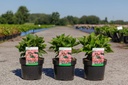 Hydrangea macrophylla 'Kardinal' cont. 3,6L 25-30 cm +p