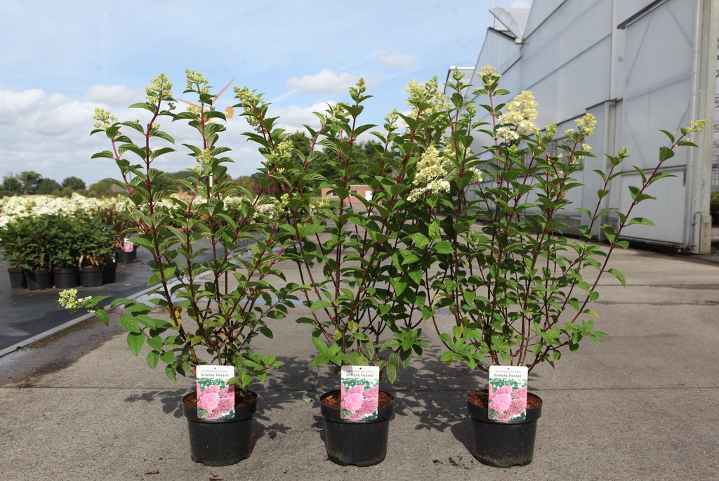 Hydrangea paniculata SUNDAE FRAISE (PBR) cont. 3,6L 40-50 cm +f