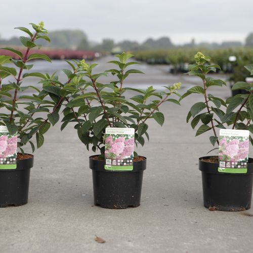 Hydrangea paniculata SUNDAE FRAISE (PBR) cont. 3,6L 40-50 cm +p