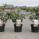Hydrangea paniculata SUNDAE FRAISE (PBR) cont. 3,6L 40-50 cm +B