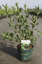 Aronia melanocarpa 'Autumn Magic' cont. 3,6L deco 40-50 cm +p