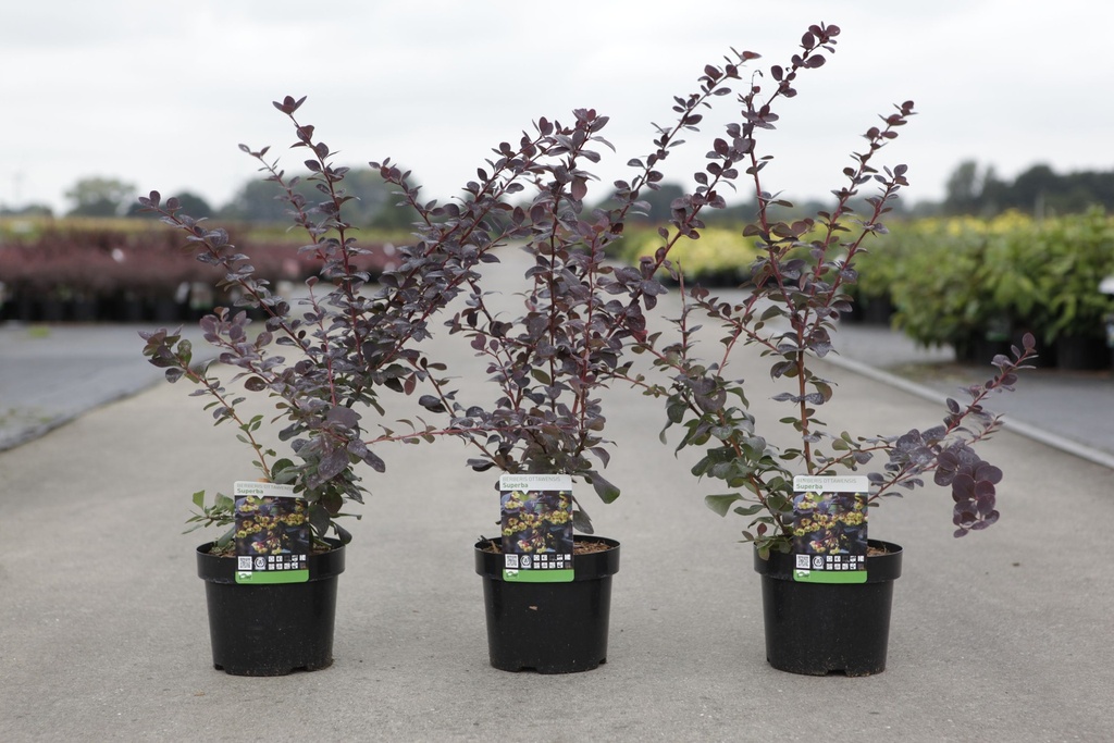 Berberis ottawensis 'Superba' cont. 3,6L 50-60 cm +B