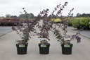 Berberis ottawensis 'Superba' cont. 3,6L 50-60 cm +p