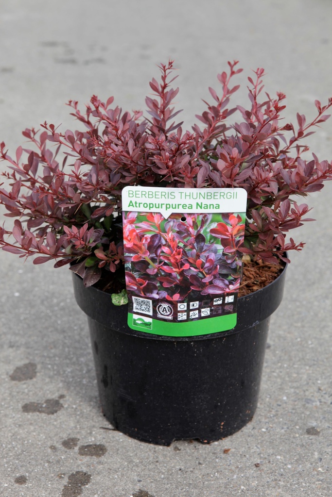Berberis thunbergii 'Atropurpurea Nana' cont. 3,6L 20-25 cm +ф