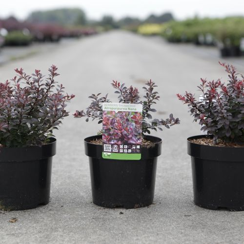 Berberis thunbergii 'Atropurpurea Nana' cont. 3,6L 20-25 cm +ф