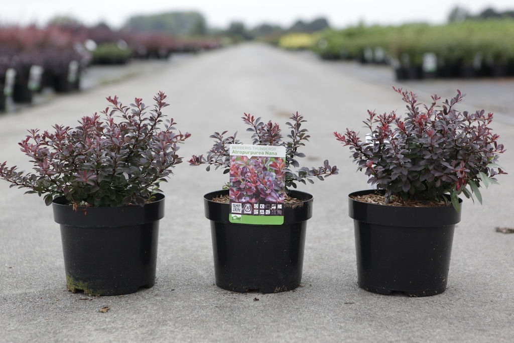 Berberis thunbergii 'Atropurpurea Nana' cont. 3,6L 20-25 cm +p