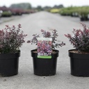 Berberis thunbergii 'Atropurpurea Nana' cont. 3,6L 20-25 cm +ф