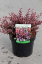 Berberis thunbergii 'Atropurpurea Nana' cont. 3,6L 20-25 cm +f