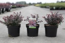 Berberis thunbergii 'Atropurpurea Nana' cont. 3,6L 20-25 cm +p