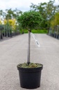 Pinus mugo 'Benjamin' cont. 7,5L 40 cm Stamm