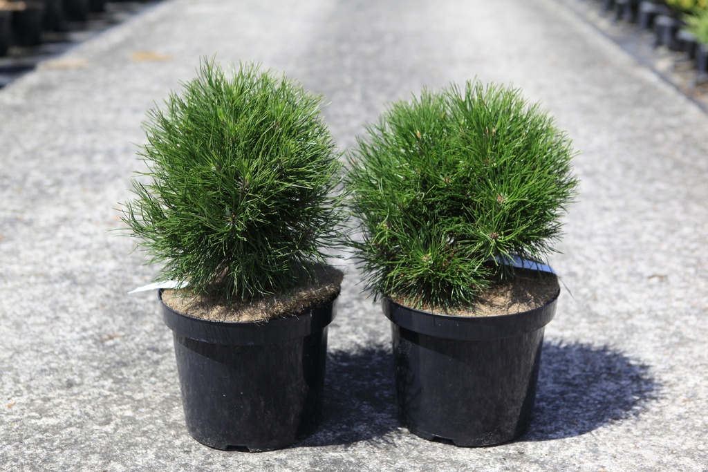 Pinus mugo 'Varella' Kont. 7,5L 30/+ cm