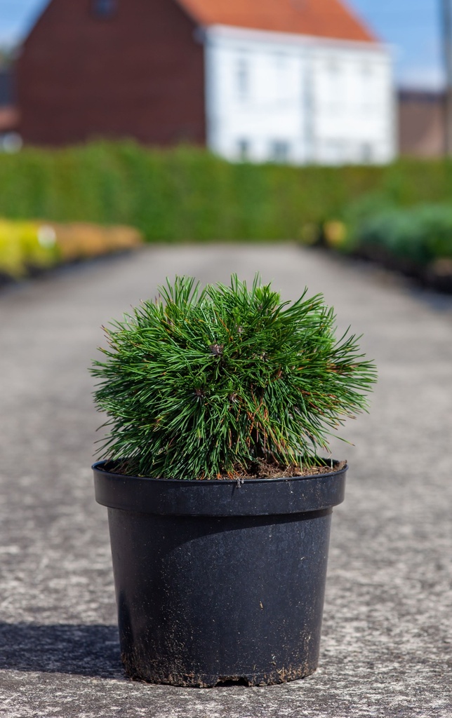 Pinus mugo 'Varella' cont. 7,5L 30/+ cm