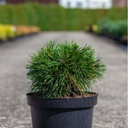 Pinus mugo 'Varella' cont. 7,5L 30/+ cm