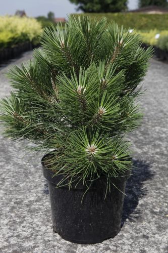 [P] Pinus nigra 'Nana' cont. 7,5L 30/+ cm