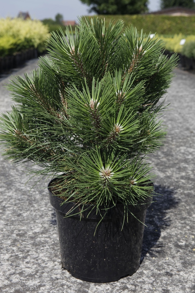 Pinus nigra 'Nana' cont. 7,5L 30/+ cm