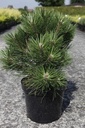 Pinus nigra 'Nana' cont. 7,5L 30/+ cm